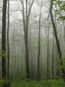 foggy-mountain